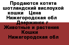 Продаются котята шотландский вислоухой кошки › Цена ­ 7 000 - Нижегородская обл., Дзержинск г. Животные и растения » Кошки   . Нижегородская обл.